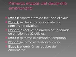 Etapa1:  espermatozoide fecunda al ovulo. Etapa2:  se desplaza hacia el útero y comienza a dividirse. Etapa3:  las células se dividen hasta formar un embrión de 32 células. Etapa4:  se forma el blastocito temprano. Etapa5:  se forma el blastocito tardío. Etapa6:  el embrión se recubre del endometrio. 