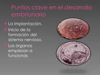 La implantación. Inicio de la formación del sistema nervioso. Los órganos empiezan a funcionar. 