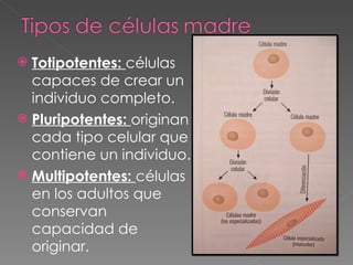Totipotentes:  células capaces de crear un individuo completo. Pluripotentes:  originan cada tipo celular que contiene un individuo. Multipotentes:  células en los adultos que conservan capacidad de originar. 