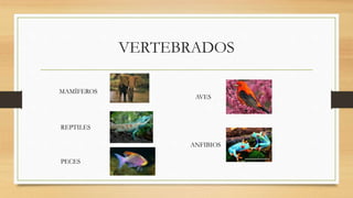 VERTEBRADOS
MAMÍFEROS
AVES
ANFIBIOS
REPTILES
PECES
 