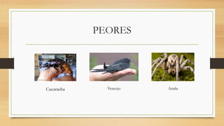 PEORES
Cucaracha Vencejo Araña
 