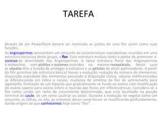 TAREFA Através de um PowerPoint deverá ser mostrado as partes de uma flor assim como suas funções. As  angiospermas  apresentam um conjunto de características reprodutivas reunidas em uma estrutura exclusiva deste grupo, a  flor . Esta estrutura evoluiu tanto a ponto de promover o  sucesso  da diversidade das Angiospermas. A típica estrutura floral das Angiospermas é  monoclina , com  pistilos  e  estames  inseridos no mesmo  receptáculo . Neste caso as  sépalas  têm a função de proteger a estrutura e as  pétalas  de atrair polinizadores. A partir da flor primitiva (de estrutura básica) houve a evolução: redução do número de elementos; disposição espiralada dos elementos passando à disposição cíclica; sépalas indiferenciadas se diferenciando em cálice e corola; mudança de simetria da flor de actinomorfa para zigomorfa; formação de um hipanto que gradualmente se funde ao ovário com modificação do ovário súpero para ovário ínfero e reunião das flores em inflorescências. Considera-se a flor como sendo um ramo de crescimento determinado, que está localizado na porção terminal do  caule , de um ramo caulinar ou axilar. Durante a evolução do vegetal como um conjunto, as folhas, os nós, os entrenós desse ramo foram se modificando profundamente, dando origem ao que  conhecemos  hoje como “flor”. 