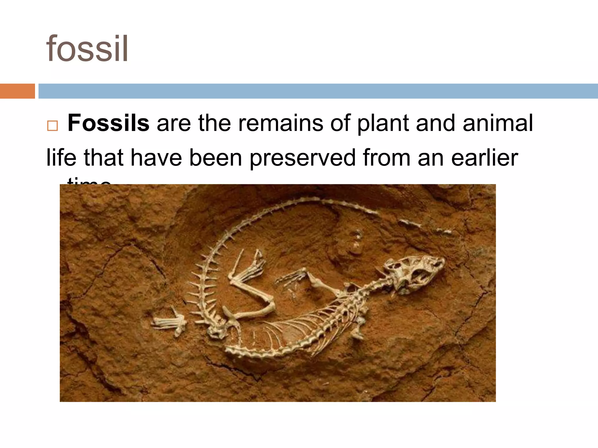 fossil
 Fossils are the remains of plant and animal
life that have been preserved from an earlier
time.
 