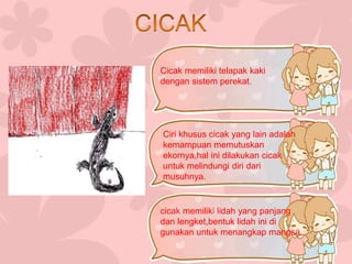 Cicak memiliki telapak kaki 
dengan sistem perekat. 
Ciri khusus cicak yang lain adalah 
kemampuan memutuskan 
ekornya,hal ini dilakukan cicak 
untuk melindungi diri dari 
musuhnya. 
cicak memiliki lidah yang panjang 
dan lengket,bentuk lidah ini di 
gunakan untuk menangkap mangsa. 
 