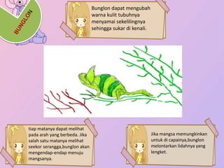 Bunglon dapat mengubah 
warna kulit tubuhnya 
menyamai sekelilingnya 
sehingga sukar di kenali. 
tiap matanya dapat melihat 
pada arah yang berbeda. Jika 
salah satu matanya melihat 
seekor serangga,bunglon akan 
mengendap-endap menuju 
mangsanya. 
Jika mangsa memungkinkan 
untuk di capainya,bunglon 
melontarkan lidahnya yang 
lengket. 
 