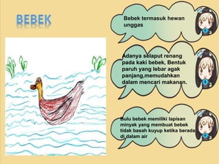 Bebek termasuk hewan 
unggas 
Adanya selaput renang 
pada kaki bebek, Bentuk 
paruh yang lebar agak 
panjang,memudahkan 
dalam mencari makanan. 
Bulu bebek memiliki lapisan 
minyak yang membuat bebek 
tidak basah kuyup ketika berada 
di dalam air 
 