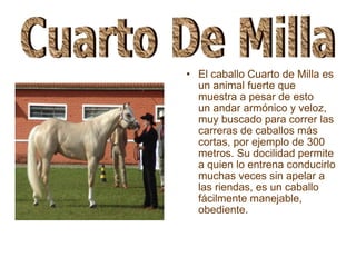 El caballo Cuarto de Milla es un animal fuerte que muestra a pesar de esto un andar armónico y veloz, muy buscado para correr las carreras de caballos más cortas, por ejemplo de 300 metros. Su docilidad permite a quien lo entrena conducirlo muchas veces sin apelar a las riendas, es un caballo fácilmente manejable, obediente.   