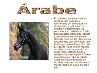 El caballo árabe es uno de los caballos más pagados y reconocidos por su belleza, su inteligencia, su velocidad, su nobleza y amistad hacia las personas y su resistencia. Es de buen carácter, inteligente, abierto y puede aprender rápido toda clase de movimientos. Tiene unos andares muy característicos, que lo distingue de cualquier otra raza.  El Caballo Árabe es una raza de caballo con una reputación de inteligencia, carácter fuerte y resistencia sobresaliente. Con una cola siempre en alto, el caballo Árabe es una de las razas de caballos mejor reconocidas en el mundo. Tiene un pelaje de base gris.  