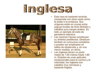 Esta raza es bastante reciente, comparada con otras razas como la árabe o la andaluza. Sus orígenes están en cruces entre yeguas locales de Gran Bretaña y caballos pura sangre árabes. Es todo un ejemplo de éxito de ganadería selectiva . Las carreras hípicas constituyen su ámbitos predilectos. Destacan también en concursos completos y pueden ser empleados en saltos de obstáculos y, en una menor medida, en doma.  Los ingleses tienen un porte medio de 1,65 metros hasta 1,80 m. Dotados de unas aptitudes excepcionales para la carrera y la velocidad, los ingleses son caballos muy nerviosos y bastante frágiles .  