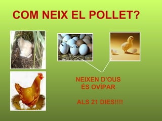 COM NEIX EL POLLET? NEIXEN D’OUS ÉS OVÍPAR ALS 21 DIES!!!! 