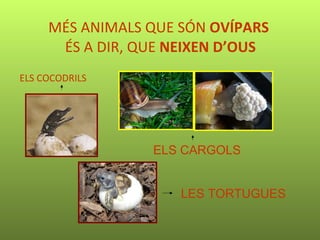 ELS COCODRILS MÉS ANIMALS QUE SÓN  OVÍPARS   ÉS A DIR, QUE  NEIXEN D’OUS ELS CARGOLS LES TORTUGUES 