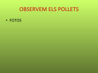 OBSERVEM ELS POLLETS FOTOS 