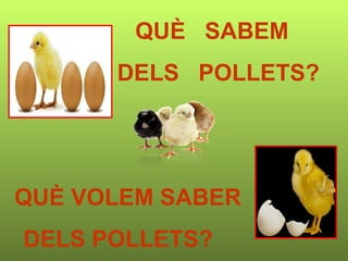 QUÈ VOLEM SABER DELS POLLETS?   QUÈ  SABEM  DELS  POLLETS?   