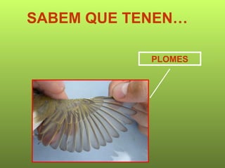 SABEM QUE TENEN… PLOMES 