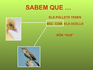 SABEM QUE … ELS POLLETS TENEN BEC  COM  ELS OCELLS SÓN “AUS” 