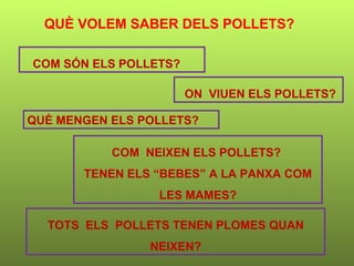 TOTS  ELS  POLLETS TENEN PLOMES QUAN NEIXEN? ON  VIUEN ELS POLLETS? COM  NEIXEN ELS POLLETS?  TENEN ELS “BEBES” A LA PANXA COM LES MAMES? COM SÓN ELS POLLETS? QUÈ MENGEN ELS POLLETS? QUÈ VOLEM SABER DELS POLLETS? 