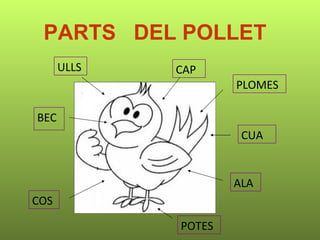 PARTS  DEL POLLET POTES BEC ULLS CUA CAP ALA COS PLOMES 