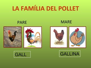 LA FAMÍLIA DEL POLLET PARE  MARE GALL   GALLINA 