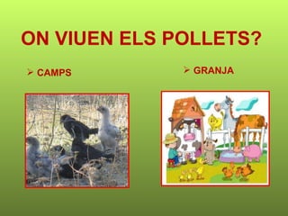 ON VIUEN ELS POLLETS? CAMPS  GRANJA 