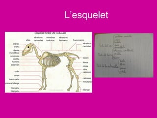 L’esquelet
 