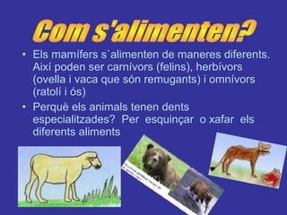 • Els mamífers s`alimenten de maneres diferents.
Així poden ser carnívors (felins), herbívors
(ovella i vaca que són remugants) i omnívors
(ratolí i ós)
• Perquè els animals tenen dents
especialitzades? Per esquinçar o xafar els
diferents aliments
 