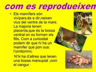 • Els mamífers són
vivípars,és a dir,neixen
vius del ventre de la mare.
La majoria tenen
placenta,que és la bossa
ventral on es formen els
fills. Com a curiositat
podem dir que hi ha un
mamífer que pon ous:
l’ornitorrinc.
N’hi ha d’altres que tenen
una bossa marsupial ,com
el cangur.
 