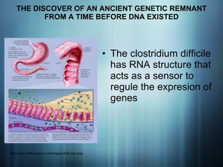 THE DISCOVER OF AN ANCIENT GENETIC REMNANT FROM A TIME BEFORE DNA EXISTED The clostridium difficile has RNA structure that acts as a sensor to regule the expresion of genes http://www.cdiff-support.co.uk/images/cDiffLarge.jpeg 