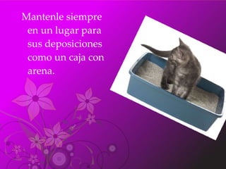 Mantenle siempre en un lugar para sus deposiciones como un caja con arena. 