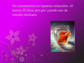 No mantenerlos en espacios reducidos. Al menos 35 litros por pez cuando son de tamaño mediano.  