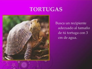 TORTUGAS Busca un recipiente adecuado al tamaño de tú tortuga con 3 cm de agua. 