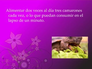 Alimentar dos veces al día tres camarones cada vez, o lo que puedan consumir en el lapso de un minuto. 
