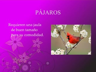 PÁJAROS Requieren una jaula de buen tamaño para su comodidad.  