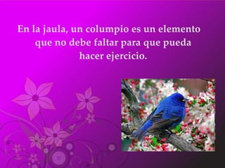 En la jaula, un columpio es un elemento que no debe faltar para que pueda hacer ejercicio. 