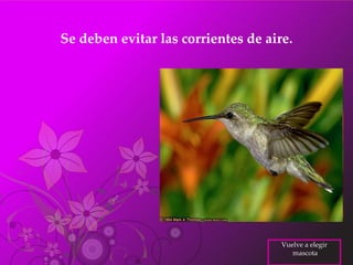 Se deben evitar las corrientes de aire.  Vuelve a elegir mascota 