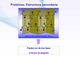 Proteínas: Estructura secundaria




           Pueden ser de dos tipos:

             β lámina (β plegada)
 