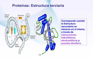 Proteínas: Estructura terciaria



                             Corresponde cuando
                             la Estructura
                             secundaria se
                             retuerce en sí misma,
                             a través de
                             interacciones
                             hidrofóbicas,
                             electrostáticas y
                             puentes disulfuro.
 