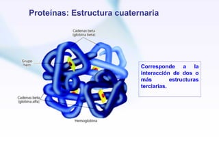Proteínas: Estructura cuaternaria




                            Corresponde a la
                            interacción de dos o
                            más         estructuras
                            terciarias.
 