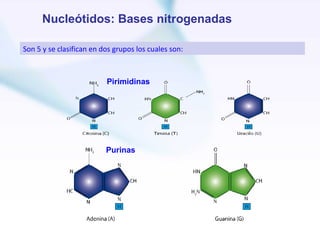 Nucleótidos: Bases nitrogenadas

Son 5 y se clasifican en dos grupos los cuales son:



                          Pirimidinas




                          Purinas
 
