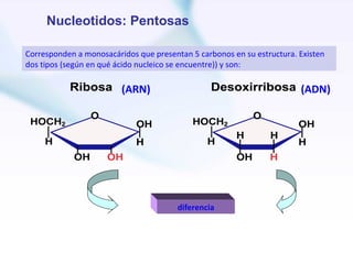 Nucleotidos: Pentosas

Corresponden a monosacáridos que presentan 5 carbonos en su estructura. Existen
dos tipos (según en qué ácido nucleico se encuentre)) y son:

                         (ARN)                                          (ADN)




                                        diferencia
 