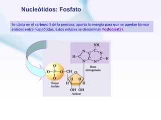 Nucleótidos: Fosfato

Se ubica en el carbono 5 de la pentosa, aporta la energía para que se puedan formar
enlaces entre nucleótidos. Estos enlaces se denominan Fosfodiester
 