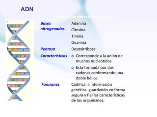 ADN
                ADN Ácido desoxirribonucleico
      Bases            Adenina
      nitrogenadas     Citosina
                       Timina
                       Guanina
      Pentosa          Desoxirribosa
      Características o Corresponde a la unión de
                        muchos nucleótidos.
                      o Esta formada por dos
                        cadenas conformando una
                        doble hélice.
      Funciones       Codifica la información
                      genética. guardando en forma
                      segura y fiel las características
                      de los organismos.
 