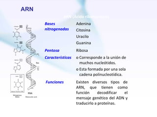 ARN
                ARN (Ácido ribonucleico)
      Bases             Adenina
      nitrogenadas      Citosina
                        Uracilo
                        Guanina
      Pentosa           Ribosa
      Características   o Corresponde a la unión de
                          muchos nucleótidos.
                        o Esta formada por una sola
                          cadena polinucleotídica.
      Funciones         Existen diversos tipos de
                        ARN, que tienen como
                        función      decodificar el
                        mensaje genético del ADN y
                        traducirlo a proteínas.
 
