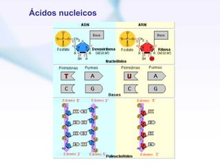 Ácidos nucleicos
 