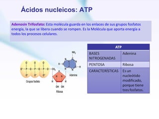 Ácidos nucleicos: ATP

Adenosin Trifosfato: Esta molécula guarda en los enlaces de sus grupos fosfatos
energía, la que se libera cuando se rompen. Es la Molécula que aporta energía a
todos los procesos celulares.
 