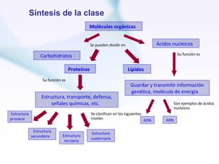 Síntesis de la clase
                                           Moléculas orgánicas


                                               Se pueden dividir en                  Ácidos nucleicos

                  Carbohidratos                                                                 Su función es


                                   Proteínas                          Lípidos
                   Su función es
                                                                       Guardar y transmitir información
                                                                       genética, molécula de energía
                  Estructura, transporte, defensa,
                       señales químicas, etc.                                                  Son ejemplos de ácidos
                                                                                               nucleicos
Estructura                                     Se clasifican en los siguientes
primaria                                       niveles                         ADN       ARN

              Estructura
                                                Estructura
             secundaria       Estructura
                                               cuaternaria
                               terciaria
 
