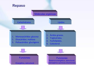 Repaso

                             Moléculas orgánicas


     Carbohidratos                                    Lípidos




                                       1.    Ácidos grasos.
1. Monosacáridos: glucosa
                                       2.    Triglicéridos.
2. Disacáridos: maltosa
                                       3.    Fosfolípidos.
3. Polisacáridos: glucógeno
                                       4.    Colesterol.




       Funciones:                                    Funciones:
                                            Reserva energética, estructural,
   Energética, estructural                  mensajeros químicos (hormonas).
 