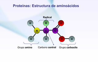 Proteínas: Estructura de aminoácidos


                        Radical

          H              R            O


                N        C        C


           H             H             O       H


  Grupo amino       Carbono central   Grupo carboxilo
 