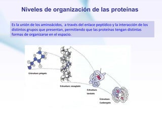 Niveles de organización de las proteínas

Es la unión de los aminoácidos, a través del enlace peptídico y la interacción de los
distintos grupos que presentan, permitiendo que las proteínas tengan distintas
formas de organizarse en el espacio.
 