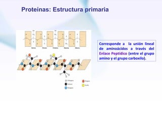 Proteínas: Estructura primaria




                          Corresponde a la unión lineal
                          de aminoácidos a través del
                          Enlace Peptídico (entre el grupo
                          amino y el grupo carboxilo).
 