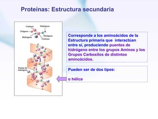 Proteínas: Estructura secundaria



                Corresponde a los aminoácidos de la
                Estructura primaria que interactúan
                entre sí, produciendo puentes de
                hidrógeno entre los grupos Aminos y los
                Grupos Carboxilos de distintos
                aminoácidos.

                Pueden ser de dos tipos:

                α hélice
 